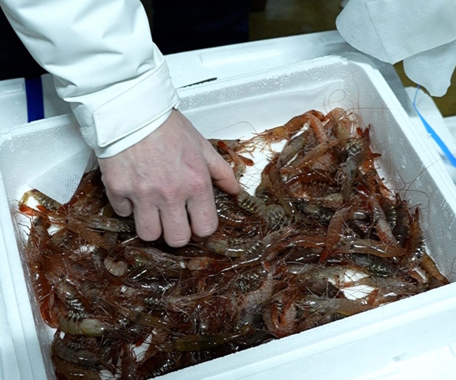 Poissonnier·ère-Ecailler·ère Traiteur·se - galerie 8