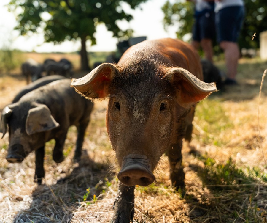 Éleveur·euse de porcs bio en plein air - galerie 5