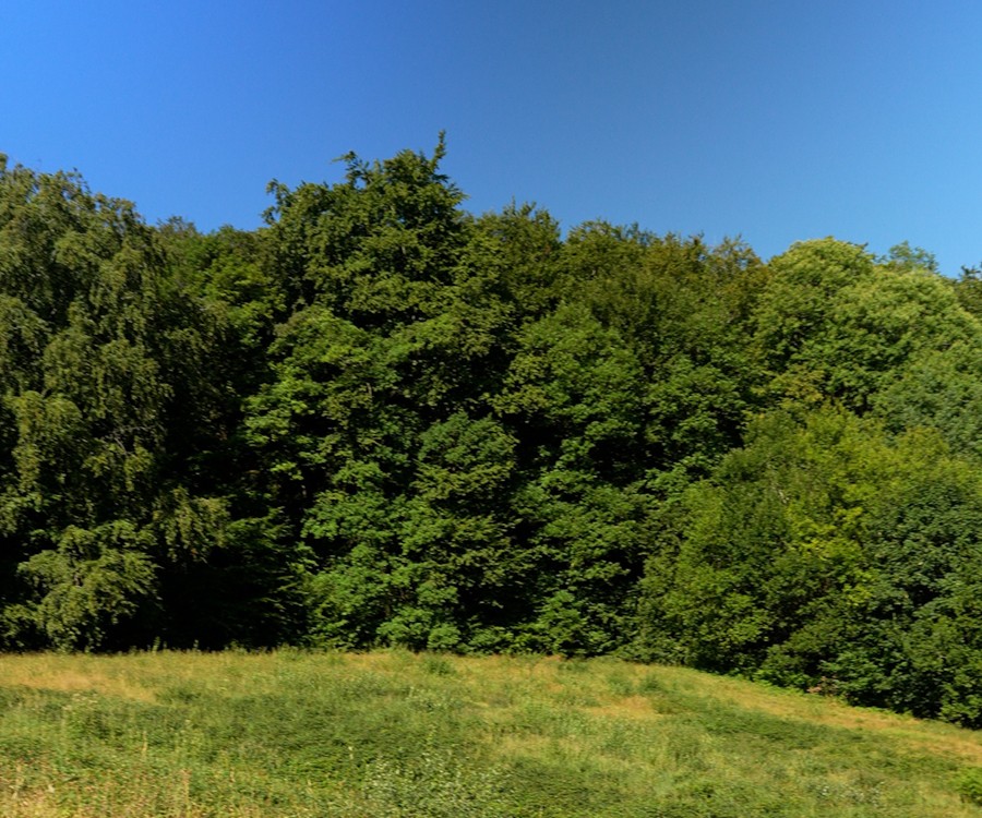 Reboiseur·euse - galerie 1